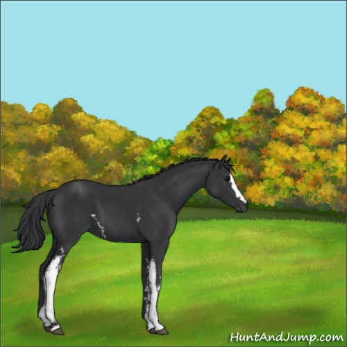 Horse Color:White Spotted Black 