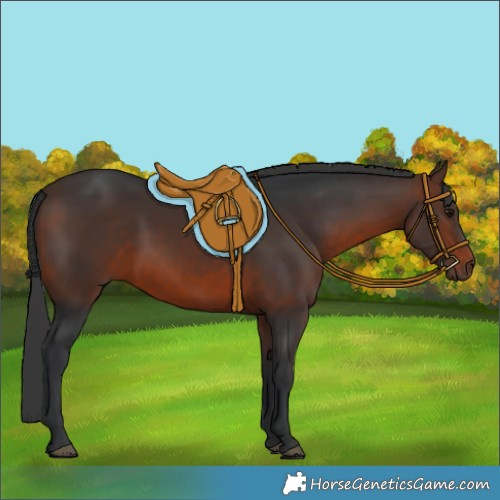 Horse Color:Brown 