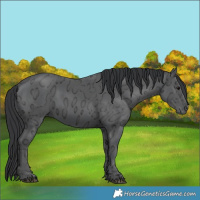 Horse Color:Black Ice 