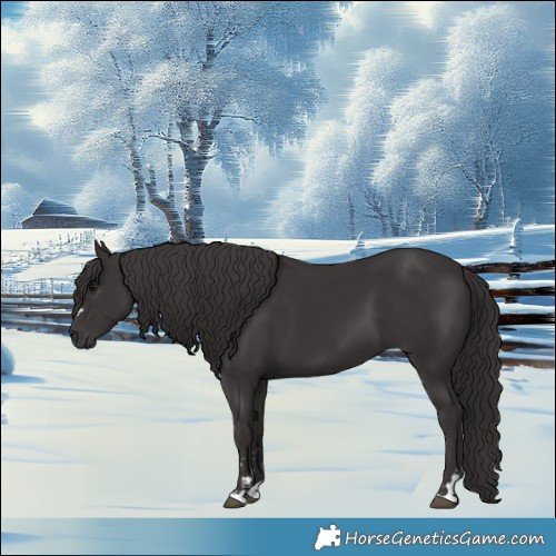 Horse Color:Smoky Black  and Smoky Black 