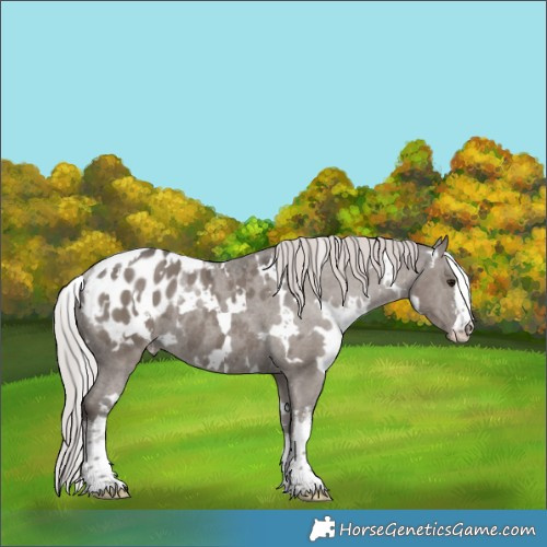 Horse Color:White Spotted Silver Grullo Mushroom Appaloosa Rabicano 