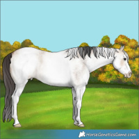 Horse Color:White Spotted Bay Roan Dun Rabicano