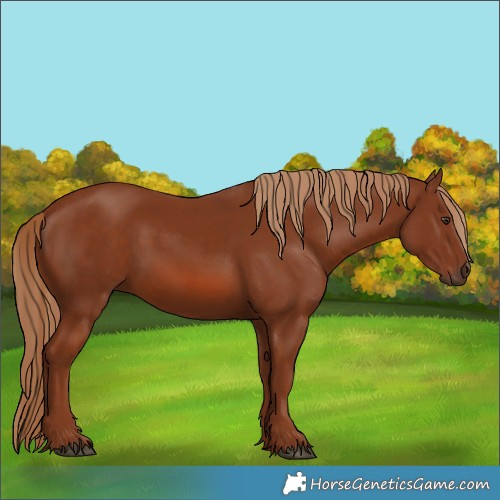Horse Color:Chestnut 