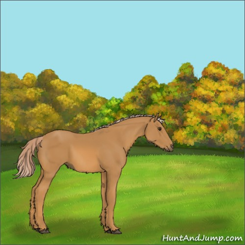 Horse Color:Palomino 
