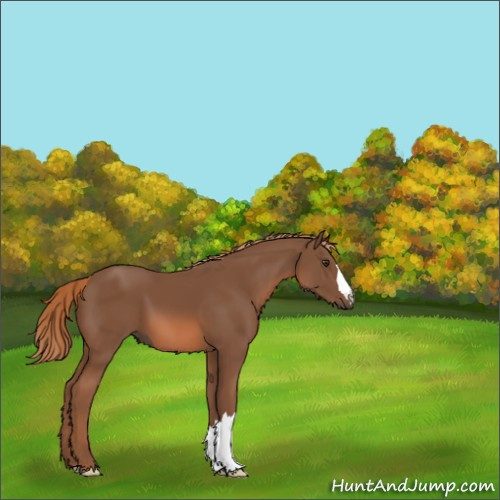 Horse Color:Chestnut 