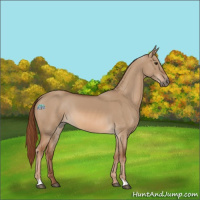 Horse Color:Red Dun 