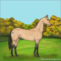 Horse Color:Bay Dun 
