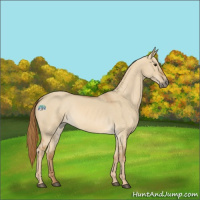 Horse Color:Red Dun Roan 