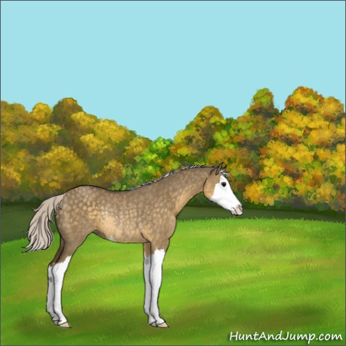 Horse Color:Silver Smoky Grullo Sabino Splash Rabicano 