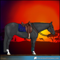 Horse Color:Black 