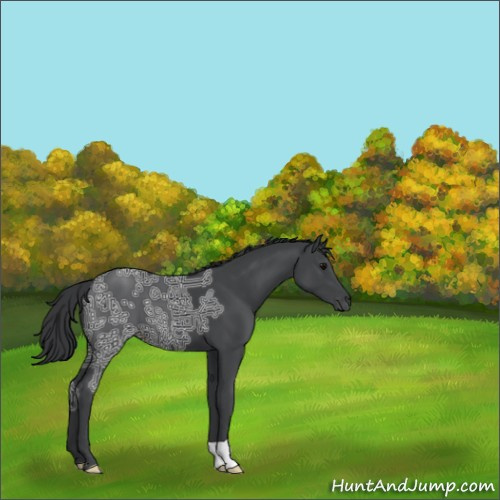 Horse Color:Black Ice 