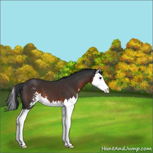 Horse Color:Brown Sabino Splash 