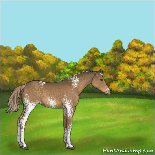 Horse Color:White Spotted Chocolate Palomino 