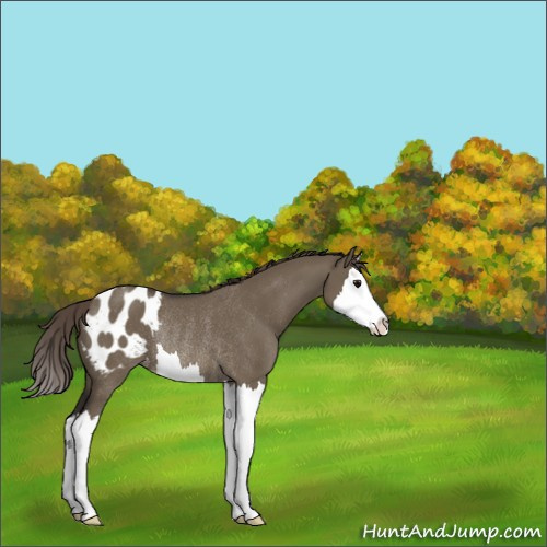 Horse Color:Smoky Grullo Sabino Splash Appaloosa Rabicano 