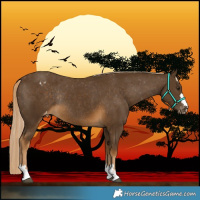 Horse Color:Chocolate Palomino Varnish Rabicano 