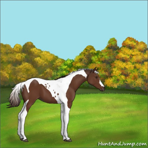 Horse Color:Liver Chestnut Tobiano 