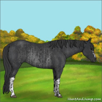 Horse Color:Black and Black Rabicano
