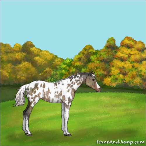 Horse Color:Silver Grullo Tobiano Appaloosa Rabicano Brindle 
