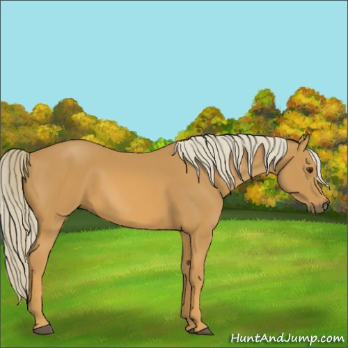 Horse Color:Palomino