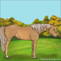 Horse Color:Palomino 