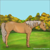 Horse Color:Palomino 