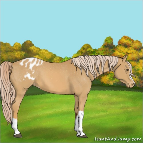 Horse Color:Palomino Appaloosa