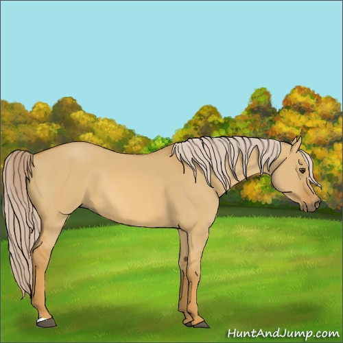 Horse Color:Palomino Dun 