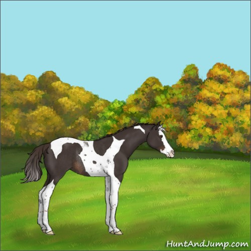 Horse Color:Liver Chestnut Splash Tobiano Rabicano 
