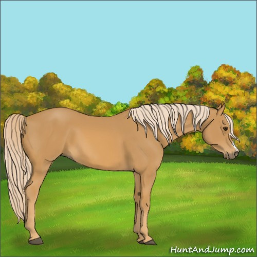 Horse Color:Palomino 