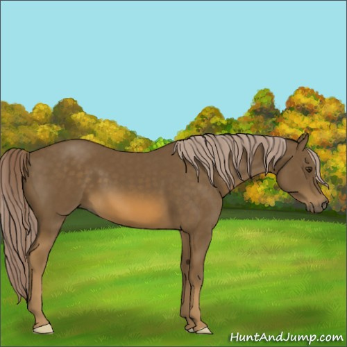 Horse Color:Chocolate Palomino 