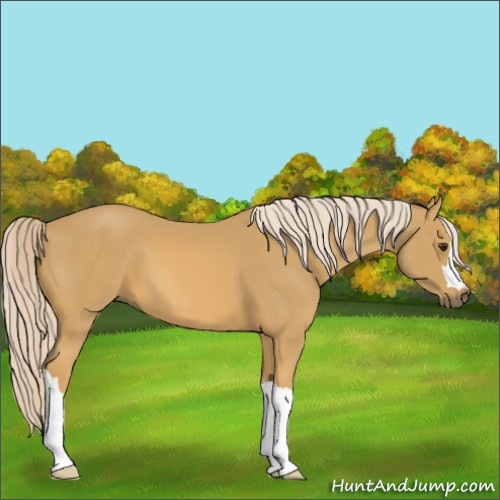 Horse Color:Palomino