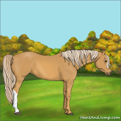 Horse Color:Palomino 