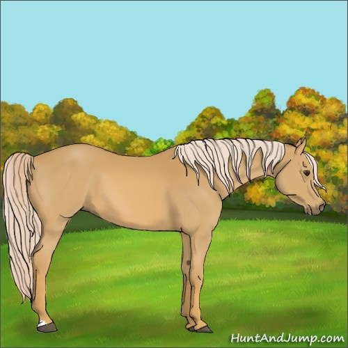 Horse Color:Palomino