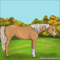 Horse Color:Palomino 