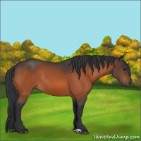 Horse Color:Bay Rabicano 