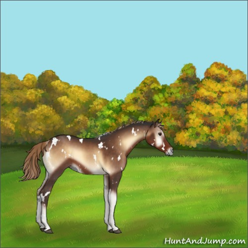 Horse Color:White Spotted Liver Red Onyx Sabino 