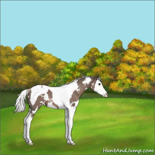Horse Color:White Spotted Silver Black Splash Tobiano 