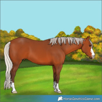 Horse Color:Silver Bay 