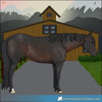 Horse Color:Brown 