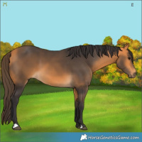 Horse Color:Buckskin 