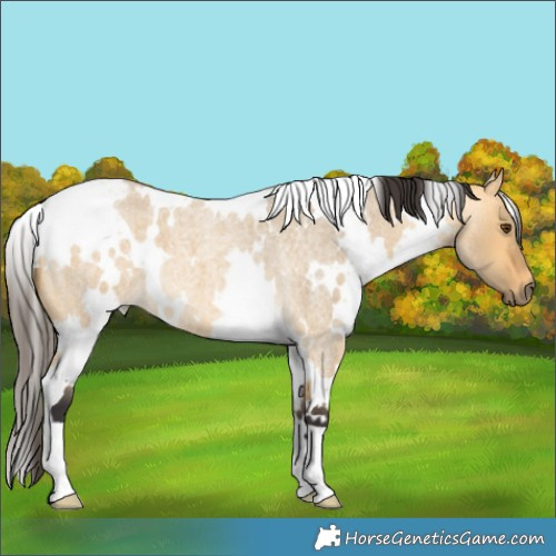 Horse Color:White Spotted Buckskin Roan Dun 