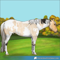 Horse Color:White Spotted Buckskin Roan Dun 