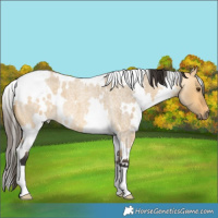 Horse Color:White Spotted Buckskin Roan Dun 