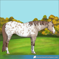 Horse Color:Liver Red Dun Appaloosa Rabicano 