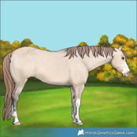 Horse Color:Bay Dun Varnish 