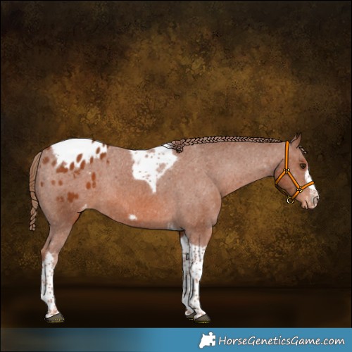 Horse Color:Chestnut Tobiano Frame Appaloosa Rabicano 