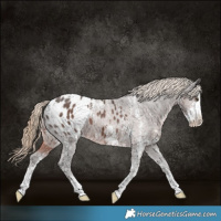 Horse Color:Liver Chestnut Sabino Appaloosa 