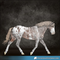 Horse Color:Liver Chestnut Sabino Appaloosa 