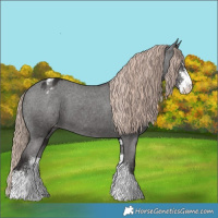 Horse Color:Liver Chestnut Sabino Appaloosa 