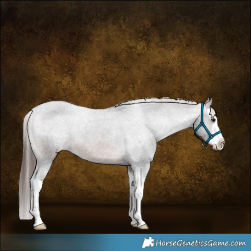 Horse Color:White Spotted Brown Splash Appaloosa 